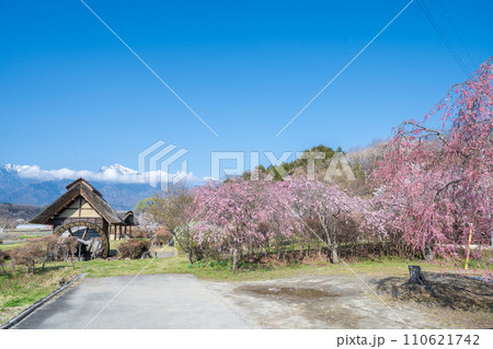 「山梨県」快晴の空と水車の里公園の桜咲く風景 「山梨県」快晴の空と水車の里公園の桜咲く風景 110621742