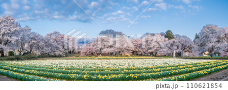 「山梨県」実相寺の桜と約8万本のラッパ水仙 「山梨県」実相寺の桜と約8万本のラッパ水仙 110621854