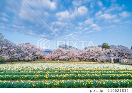 「山梨県」実相寺の桜と約8万本のラッパ水仙 110621855