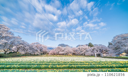 「山梨県」実相寺の桜と約8万本のラッパ水仙 110621856