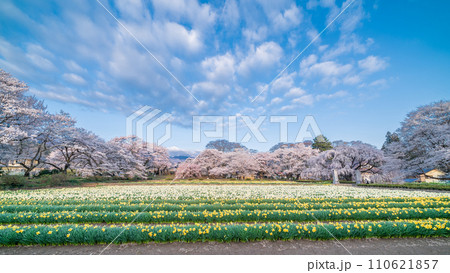 「山梨県」実相寺の桜と約8万本のラッパ水仙 110621857