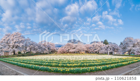 「山梨県」実相寺の桜と約8万本のラッパ水仙 110621858