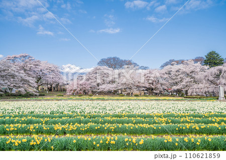 「山梨県」実相寺の桜と約8万本のラッパ水仙 110621859