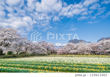 「山梨県」実相寺の桜と約8万本のラッパ水仙 110621862