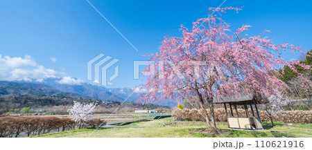 「山梨県」快晴の空と水車の里公園の桜咲く風景 「山梨県」快晴の空と水車の里公園の桜咲く風景 110621916
