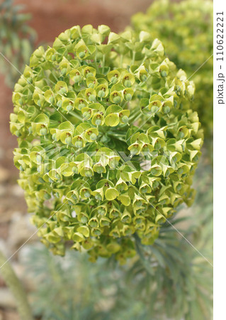 Wulfens spurge Wulfens spurge 110622221