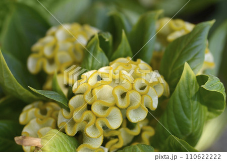 Twisted Yellow Cockscomb 110622222