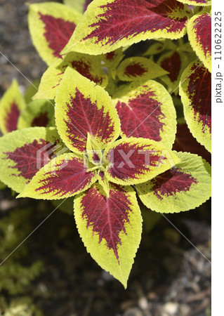 Painted nettle 110622225