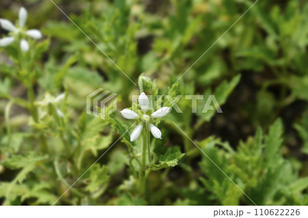 Sting lily 110622226