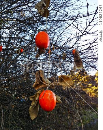 冬の散策　おもむきあるオレンジ色のカラスウリ 110622248