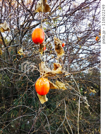 冬の散策　おもむきあるオレンジ色のカラスウリ 110622249