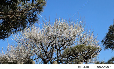 青空背景に梅の花　水戸市偕楽園 110622567