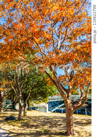 水辺の森公園の紅葉【長崎市】 水辺の森公園の紅葉【長崎市】 110622700