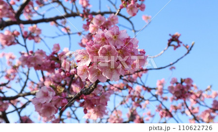 青空と河津桜 青空と河津桜 110622726