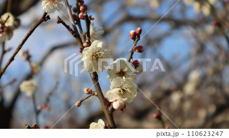 青空背景に梅の花　水戸市偕楽園 110623247