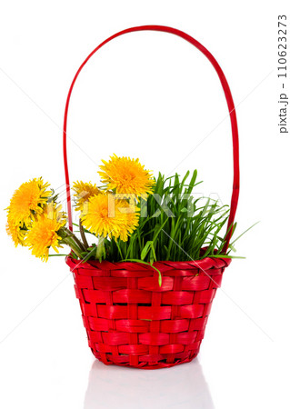 Dandelions bouquet in a red basket, Isolated over white Dandelions bouquet in a red basket, Isolated over white 110623273