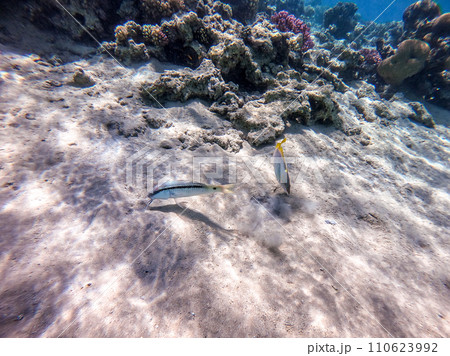 Forsskal goatfish at the Red Sea coral reef.. 110623992