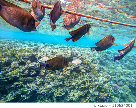Red Sea sailfin tang or Desjardin's sailfin tang at coral reef.. 110624001