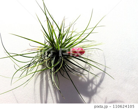 ストリクタ 110624105