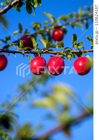 Ripe cherry plum berries in the garden on a tree. Growing cherry plums in a orchard.. Ripe cherry plum berries in the garden on a tree. Growing cherry plums in a orchard.. 110624187