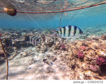 Scissortail Sergeant (Abudefduf sexfasciatus) at the Red Sea coral reef.. 110624232