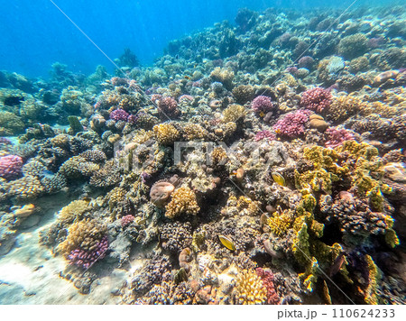 Underwater life of reef with corals and tropical fish. Coral Reef at the Red Sea, Egypt. 110624233