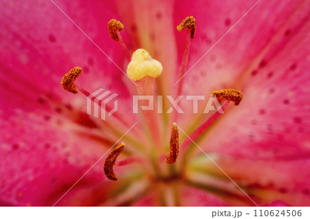 pink lily close up 110624506