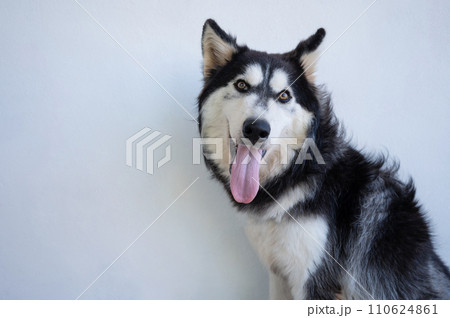 Portrait of cute husky dog 110624861
