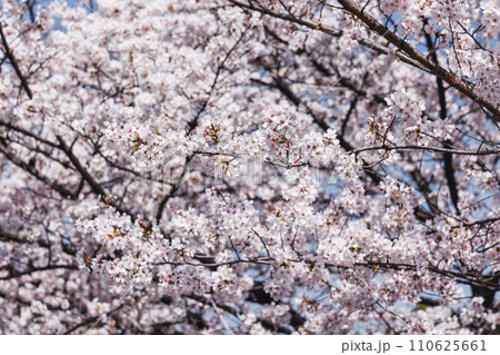 Cherry blossoms in Kyoto Cherry blossoms in Kyoto 110625661