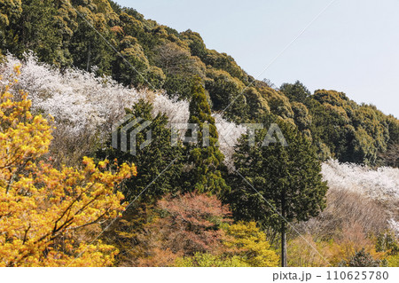 Cherry blossoms in Kyoto 110625780