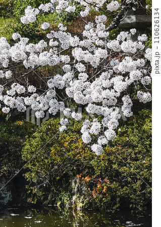 Kiyomizu-dera Buddhist Temple in Kyoto 110626134