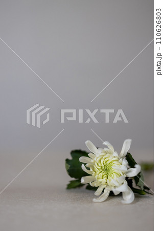 白い菊の花 110626803