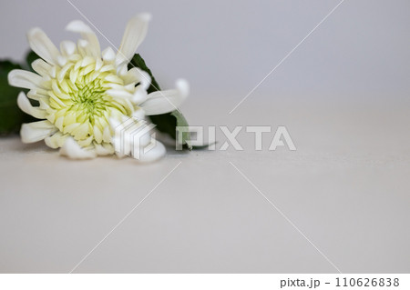 白い菊の花 白い菊の花 110626838