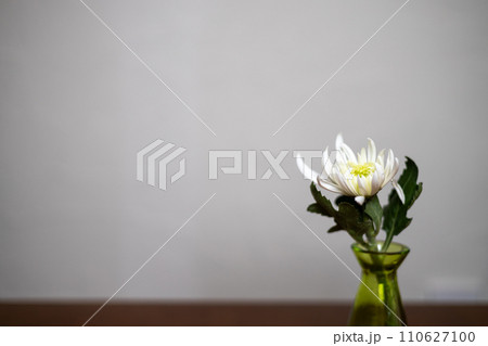 花瓶に生けてある白い菊の花 花瓶に生けてある白い菊の花 110627100