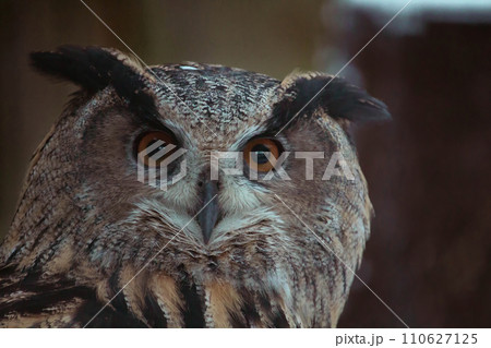 Closeup of a Eurasian Eagle-Owl Closeup of a Eurasian Eagle-Owl 110627125