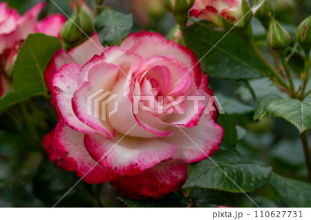 pink roses on a sunny day in the garden sway in the wind. Nature, summer, parks travel concept. 110627731