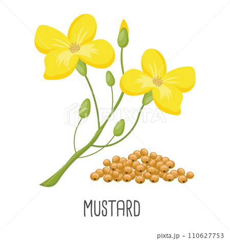 Yellow mustard flowers and mustard seeds on a white background. Agriculture, illustration, vector Yellow mustard flowers and mustard seeds on a white background. Agriculture, illustration, vector 110627753