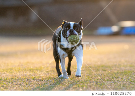 ボール遊びをするボストンテリア 110628270
