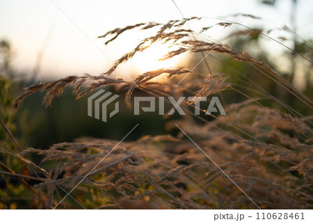 Abstract warm landscape of dry grass meadow on warm golden hour sunset or sunrise time. Tranquil autumn fall nature field background. Soft shallow focus 110628461