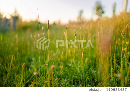 Meadow of wheat on sundown. Wonderful foggy green field at sunrise, Europe Meadow of wheat on sundown. Wonderful foggy green field at sunrise, Europe 110628487