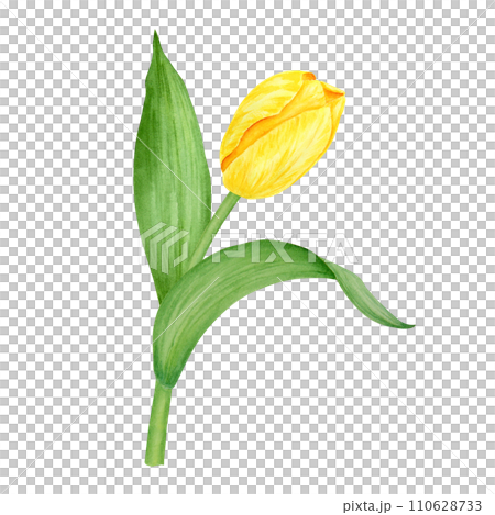 Yellow tulip. Watercolor hand drawn illustration of spring symbol, golden flower. Clip art for Easter, Mothers Day, Womens Day, March 8 cards, wedding, farmer and floristic prints, travelbook, packing 110628733