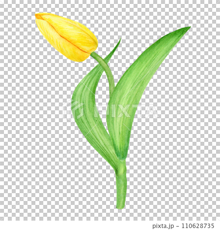 Yellow tulip. Watercolor hand drawn illustration of spring symbol, golden flower. Clip art for Easter, Mothers Day, Womens Day, March 8 cards, wedding, farmer and floristic prints, travelbook, packing 110628735