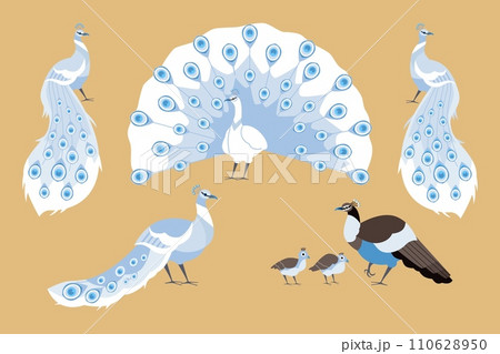 Beautiful peacock with amazing chic tail, cartoon vector set of peafowl bird family, exotic bird with ornamental feather 110628950