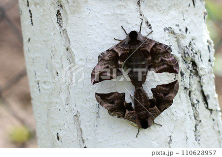 two moths mate sitting on a tree trunk in natural conditions. the process of reproduction of insects two moths mate sitting on a tree trunk in natural conditions. the process of reproduction of insects 110628957