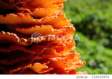 Large parasitic mushroom. Crab-of-the-woods, sulphur polypore, sulphur shelf or chicken-of-the-woods Large parasitic mushroom. Crab-of-the-woods, sulphur polypore, sulphur shelf or chicken-of-the-woods 110628959