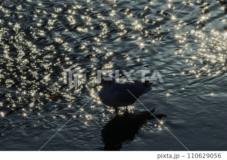 光の反射とユリカモメ 110629056