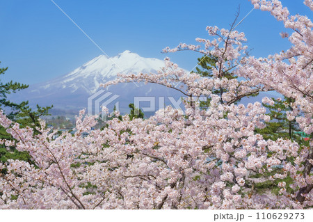 弘前公園の桜 Hirosaki park Cherry Blossoms 弘前公園の桜 Hirosaki park Cherry Blossoms 110629273