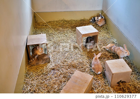北海道 旭山動物園 こども牧場　うさぎコーナー 110629377