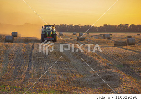 Combine harvester pressing straw from field into bales driving field on sunny summer evening. Field with bales of pressed wheat. Lots of dust on field. Agricultural agro-industrial harvesting works 110629398