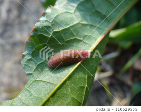 ベニシジミの幼虫、ギシギシをむしゃむしゃ 110629555